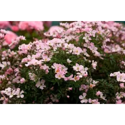 Rosa NOZOMI (HEIDEROSLEIN)