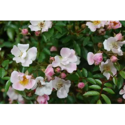 Rosa NOZOMI (HEIDEROSLEIN)