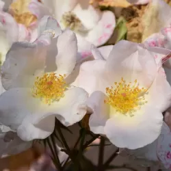 Rosa NOZOMI (HEIDEROSLEIN)