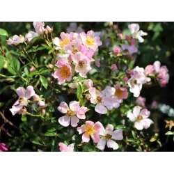 Rožė - Rosa NOZOMI (HEIDEROSLEIN)