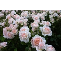 Rosa CHANDOS BEAUTY®