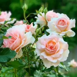 Rožė - Rosa CHANDOS BEAUTY ®