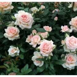 Rožė - Rosa CHANDOS BEAUTY®