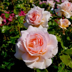 Rožė - Rosa CHANDOS BEAUTY®