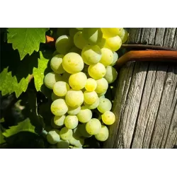 Vynmedis - Vitis vinifera SUPAGA