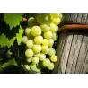 Grape Vine - Vitis vinifera SUPAGA