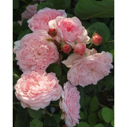Rožė - Rosa EGLANTYNE ®