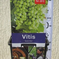 Grape Vine - Vitis SUKRIBE
