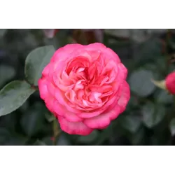 Rosa ANTIKE 89
