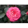 Rosa ANTIKE 89