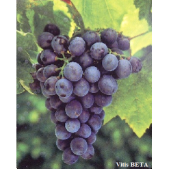 Grape Vine - Vitis BETA