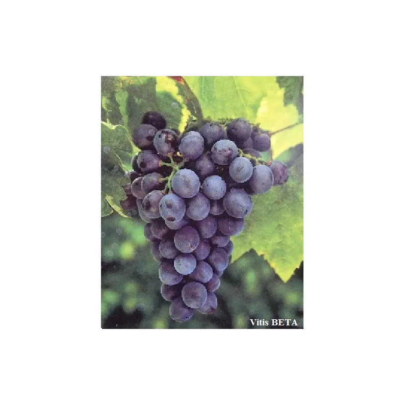 Šalčiui atsparūs vynmedžiai