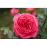 Rosa ANTIKE 89
