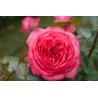 Rožė - Rosa ANTIKE 89