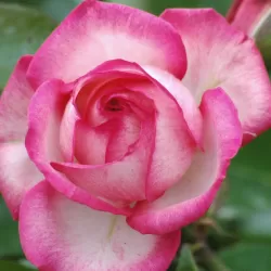 Rožė - Rosa ANTIKE 89