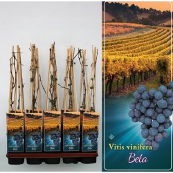 Vynmedis - Vitis BETA