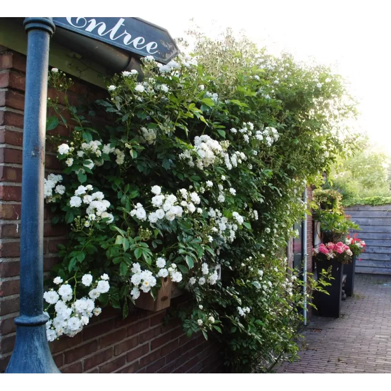 Rožė - Rosa GUIRLANDE D'AMOUR ®