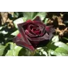 Rosa BLACK BACCARA ®