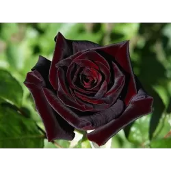 Rosa BLACK BACCARA ®