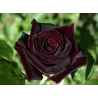 Rosa BLACK BACCARA ®