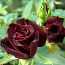Rožė - Rosa BLACK BACCARA ®