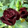 Rosa BLACK BACCARA ®