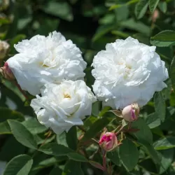 Rosa SUSAN WILLIAMS ELLIS ®