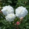 Rožė - Rosa SUSAN WILLIAMS ELLIS ®