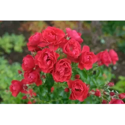 Rosa FLOWER CARPET SORENTO