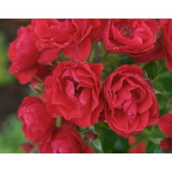 Rožė - Rosa Flower Carpet SORRENTO