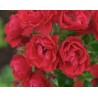 Rožė - Rosa Flower Carpet SORRENTO