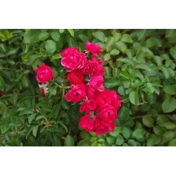 Rosa FLOWER CARPET SORENTO