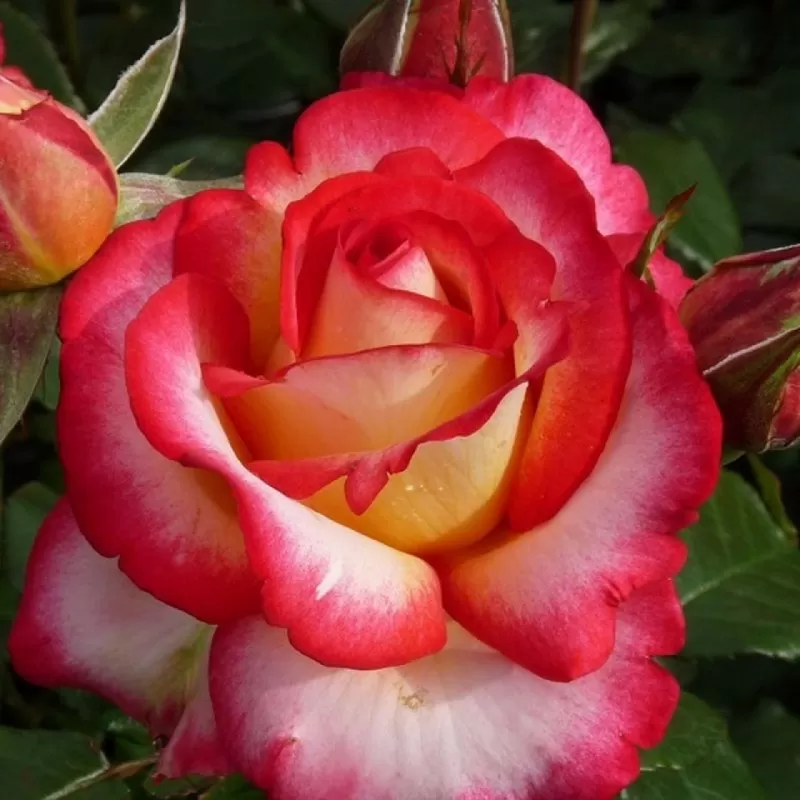 Rožė - Rosa LEO FERRE ®