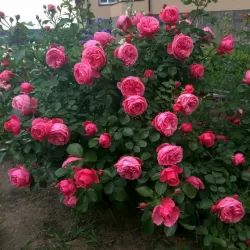 Rožių krūmai internetu su pristatymu į namus