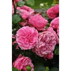 Rožių krūmai internetu su pristatymu į namus