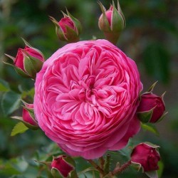 Rožė - Rosa LEONARDO DA VINCI ®