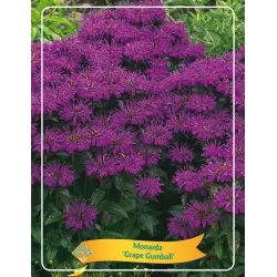 copy of Monarda Grape Gumball P11