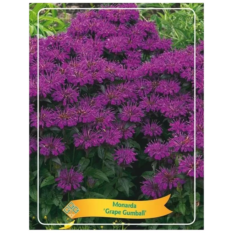 copy of Monarda Grape Gumball P11
