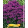 Monarda - monarda GRAPE GUMBALL