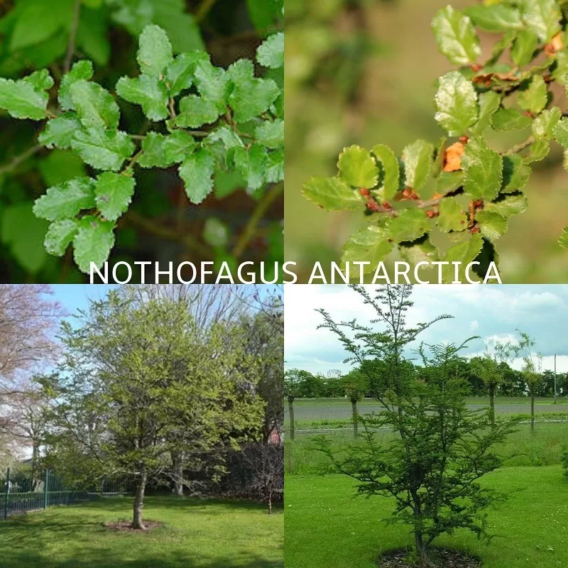 Antarktinis notofagas - Nothofagus antarctica