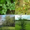 Antarktinis notofagas - Nothofagus antarctica