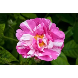 Rosa GALLICA VERSICOLOR