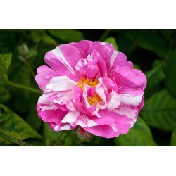 Rožė - Rosa GALLICA VERSICOLOR