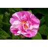 Rožė - Rosa GALLICA VERSICOLOR