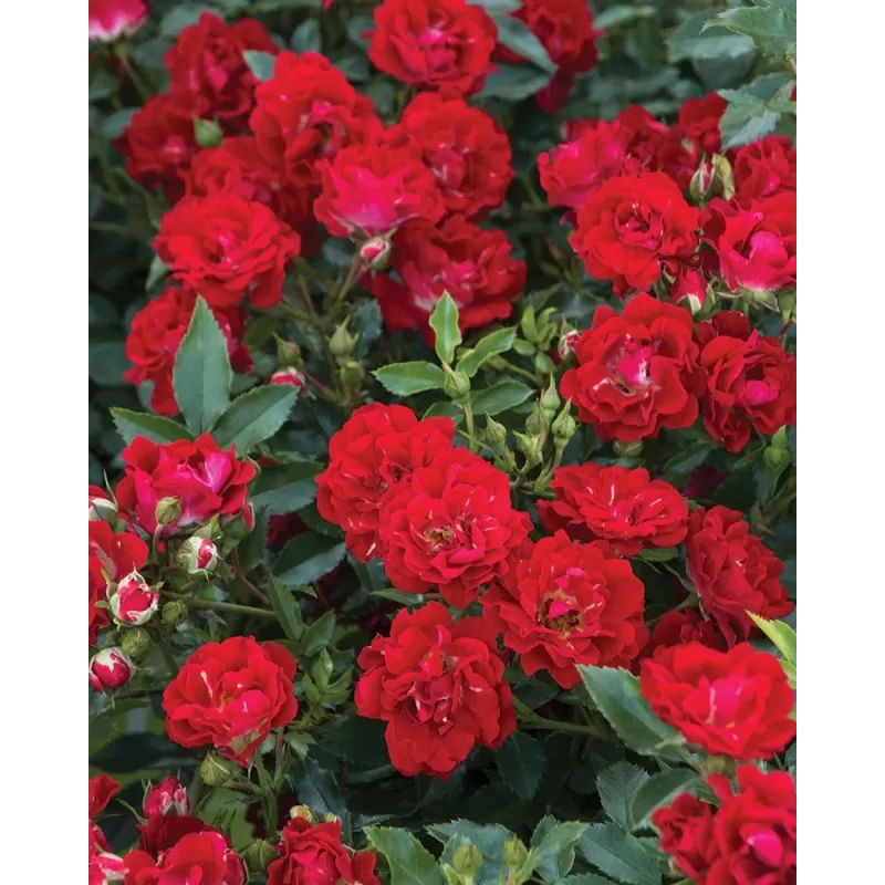 Rožė - Rosa RED DRIFT