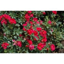 Rožė - Rosa RED DRIFT