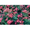 Rožė - Rosa RED DRIFT