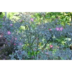 Rožių krūmai internetu su pristatymu į namus