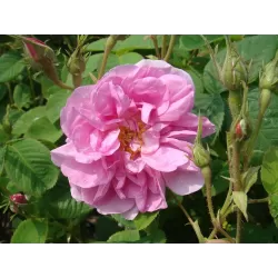 Rosa TRIGINTIPETALA