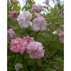 Rožė - Rosa TRIGINTIPETALA ®